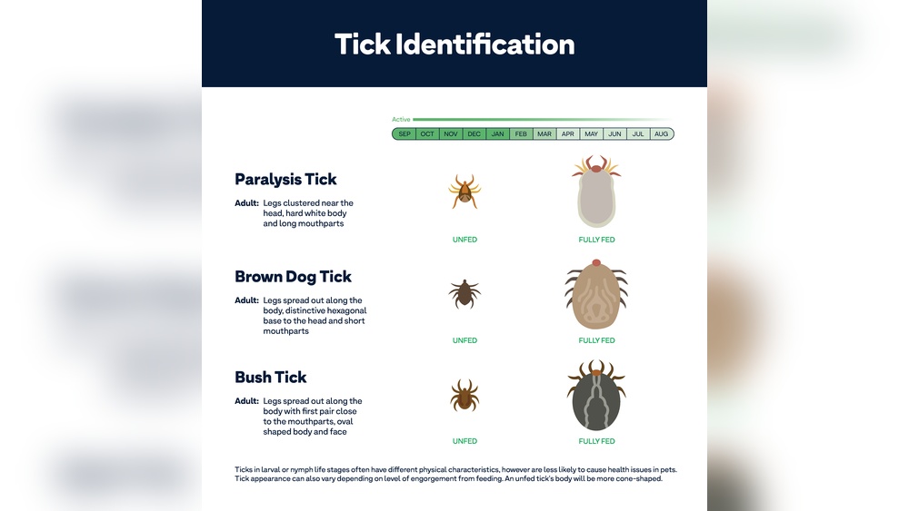 What Does a Dog Tick Look Like