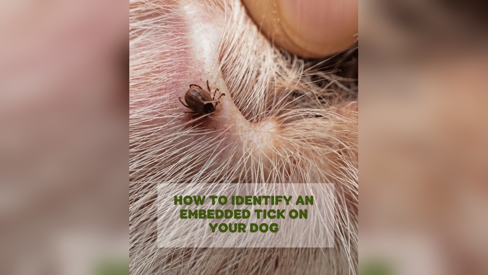 What Does an Embedded Tick Look Like in a Dog