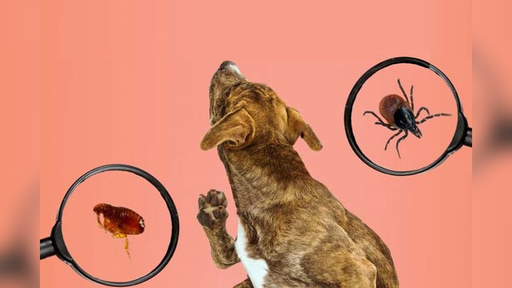 When to Start Flea And Tick Treatment for Puppies