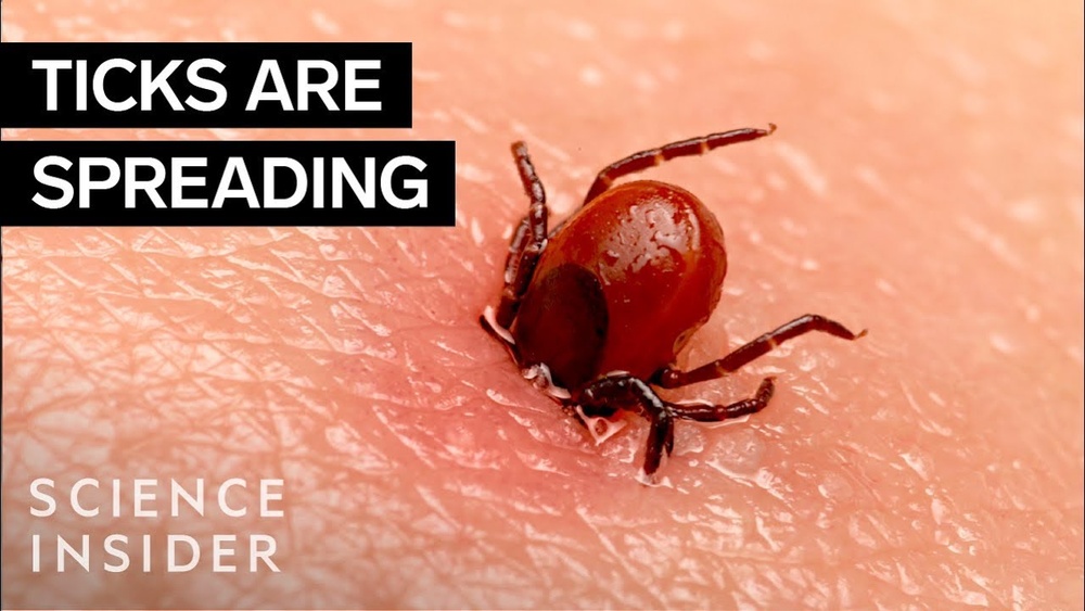 Why are Ticks So Hard to Kill